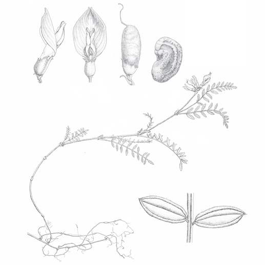 Astragalus baionensis